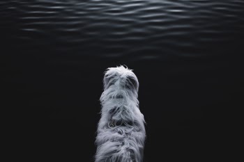 White Animal Near Body of Water