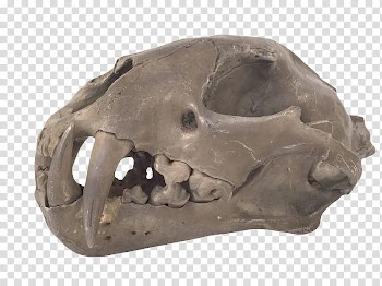 , white animal skull transparent background PNG clipart