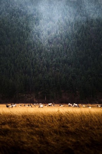 white animals near trees at daytime
