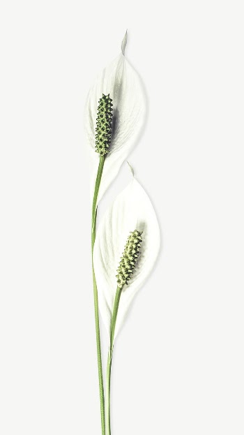 White Anthurium collage element psd | Free PSD - rawpixel