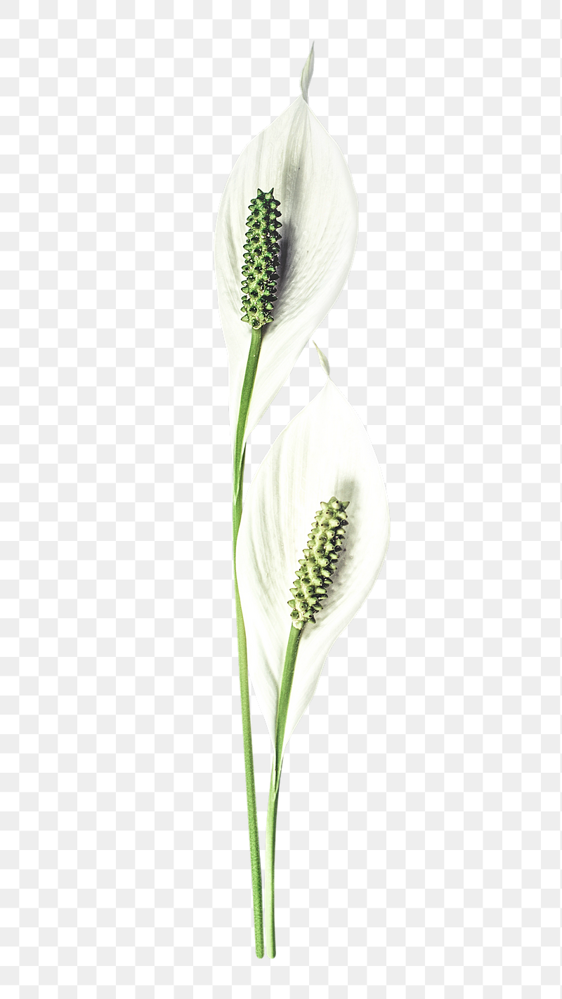White Anthurium png sticker, transparent | Free PNG - rawpixel