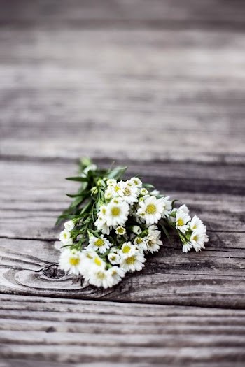 white aster flowers on brown wooden dock