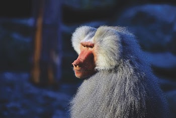 White Baboon