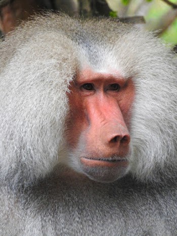 White Baboon