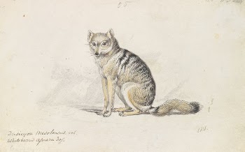 White-Barred Aguara Fox by Charles | Free Photo - rawpixel