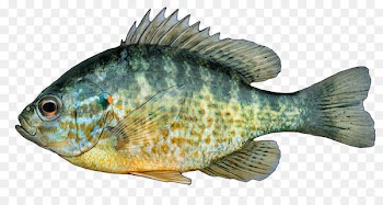 White bass Tilapia Pumpkinseed Hybrid striped bass Fishing - lepomis 