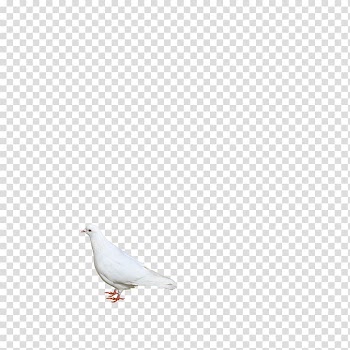 White Beak Angle Pattern, White pigeon transparent background PNG clipart