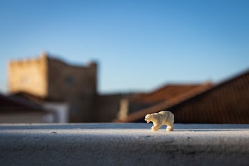 White Bear Selective Focus Photography