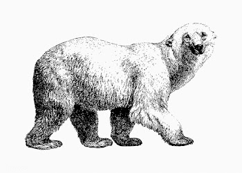 White bear shade drawing | Free stock vector - 562326
