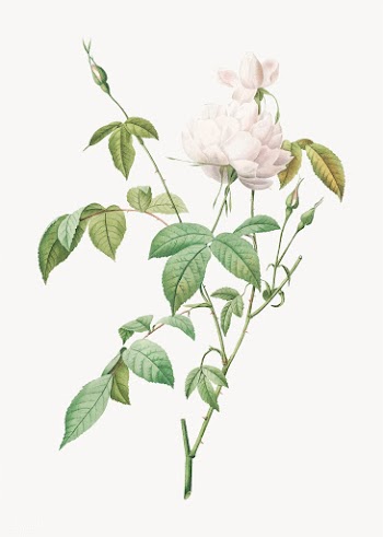 White bengal rose in bloom | Free stock vector - 574224
