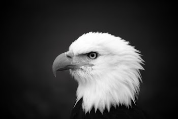 White Bird