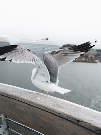White Bird