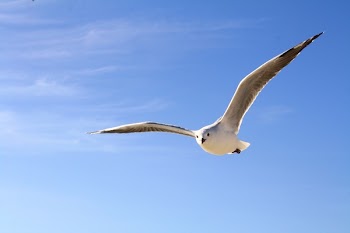 White Bird