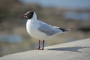 White Bird