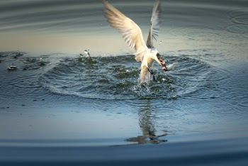 White Bird Above Water
