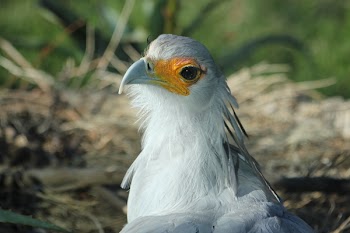 White Bird Close-up Photography