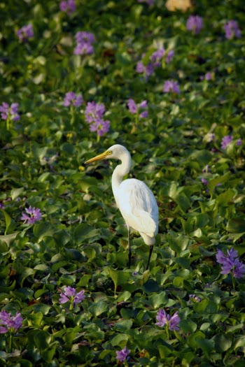 White Bird Decor on Green Grass Field