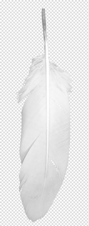 White bird feather, White feather Euclidean , Beautiful white feathers transparent background PNG clipart