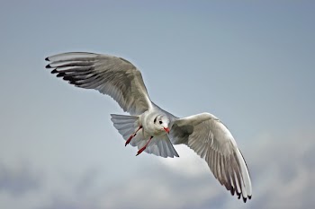 White Bird Flying
