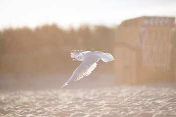 white bird flying above body of water
