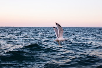 White Bird Flying Above Sea