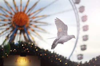 white bird flying during daytime