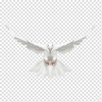 White bird illustration, Columbidae Bird, White dove fly front transparent background PNG clipart