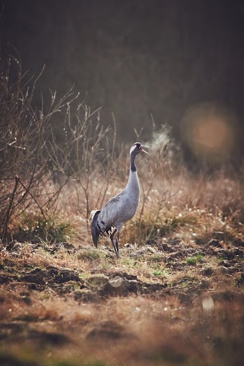 White Bird in a Field