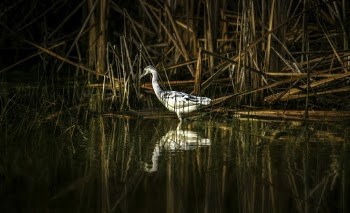 White Bird In Water
