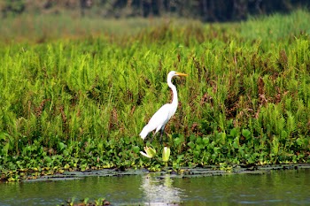 White Bird Near Spring River