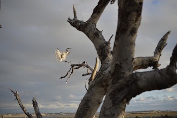 White Bird Near the Tree