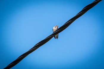 White Bird on Black Electricity Wire