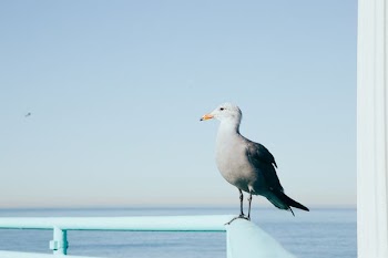 white bird on blue steel railings near body of water during daytime