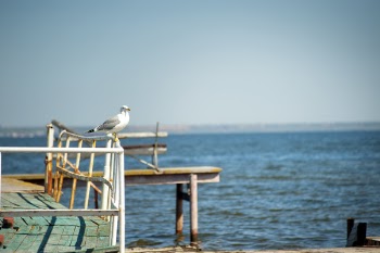 White Bird on Rail