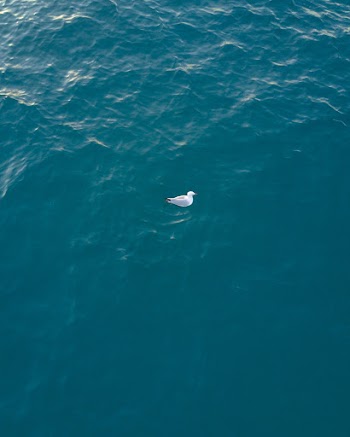 White Bird on Water
