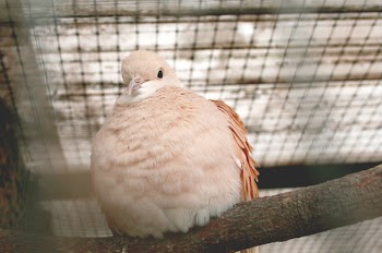 White Bird Perched on Tree Branch