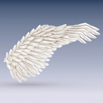 White bird wing Free Vector