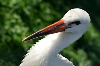 White Bird With Orange Beak
