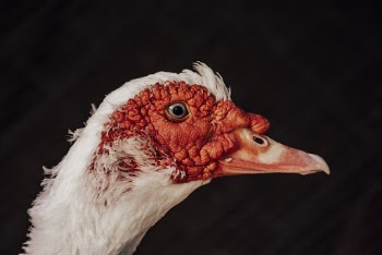 White Bird With Red Beak