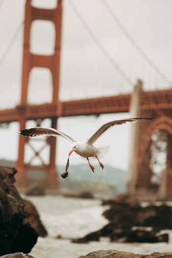 White Bird With Wings Spread