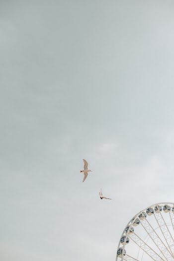 White Birds