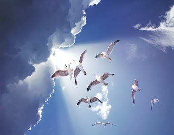 White Birds Flying