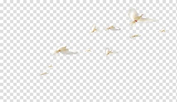 White birds , Rock dove Columbidae Bird Colombe, White dove fly transparent background PNG clipart