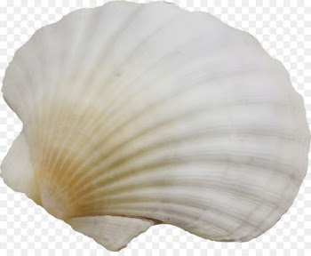 white bivalve petal shell plant