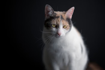 White, Black ,and Brown Cat