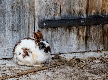 White Black and Brown Rabbit Near Brown Wooden Fence