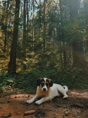 White, Black,and Brown Short Coated Dog on Ground