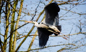 White Black Bird Flying during Daytime