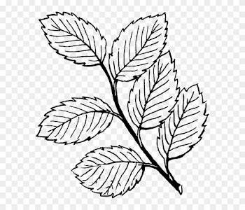White Black, Fall, Outline, Drawing, Leaf, Tree, White - Leaves Clipart Black And White