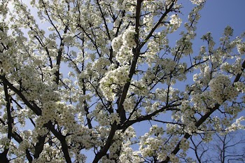 White blossom spring tree